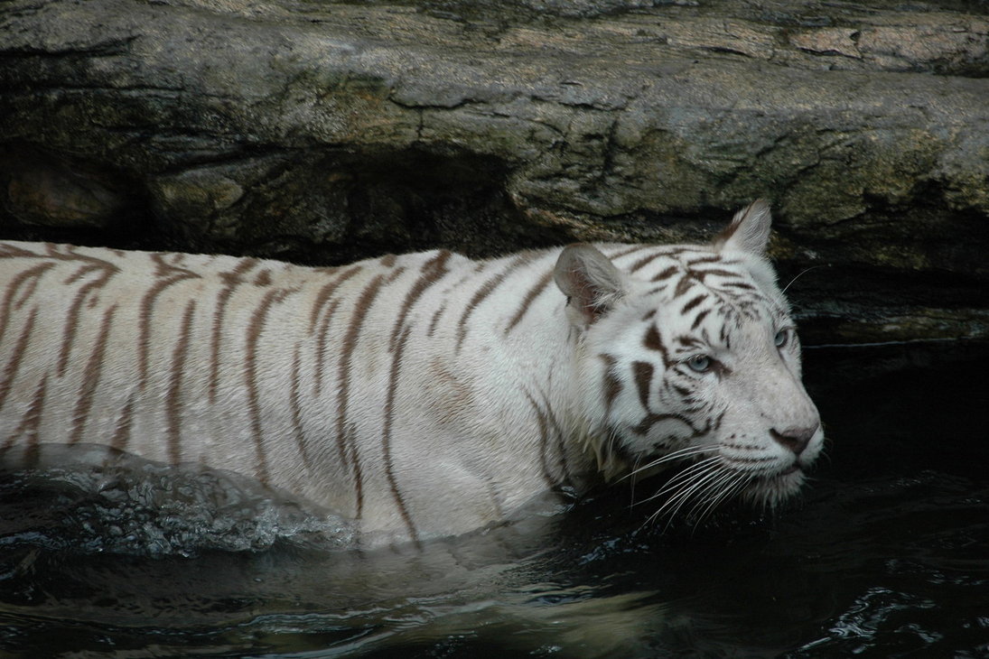 White Tiger