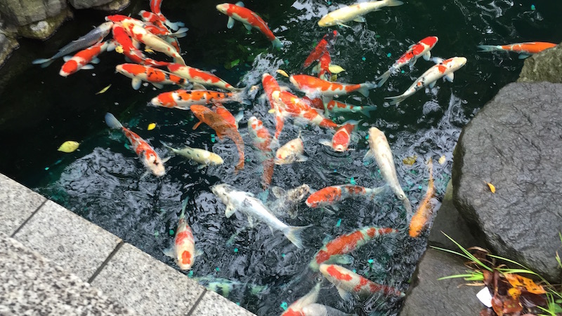 Koi